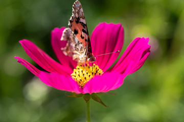 Red cosmos and butterfly (high brown fritillary), Funabashi-city, Chiba prefecture, Japan