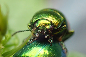 metal green beetle
