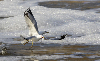 Ring-billed gulls ( Larus delawarensis) fishing in Des Moines River, Iowa, USA