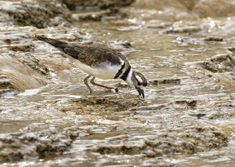 Killdeer (Charadrius vociferus) feeding in Mammoth Hot Springs, Yellowstone National Park