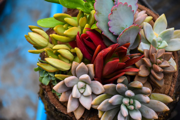 Suculentas de fondo natural.