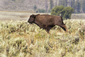 Running Jung American buffalo (Bison bison)