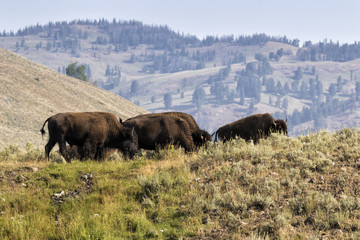 Fototapeta premium Lamar Valley at Yellowstone national pak with herd of american bisons