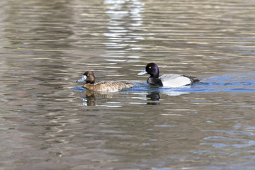  Greater Scaups (Aythya marila), Ames, Iowa