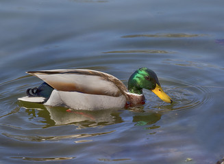 Drake of  mallard duck