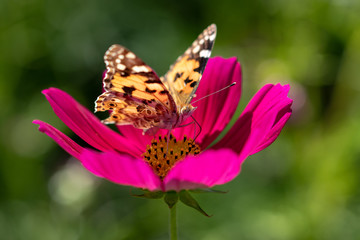 Red cosmos and butterfly (high brown fritillary), Funabashi-city, Chiba prefecture, Japan