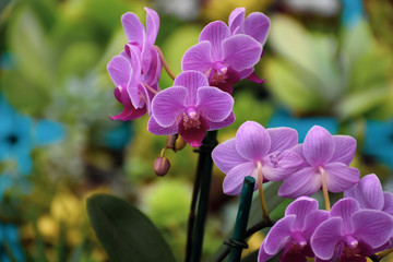 Orquídeas 