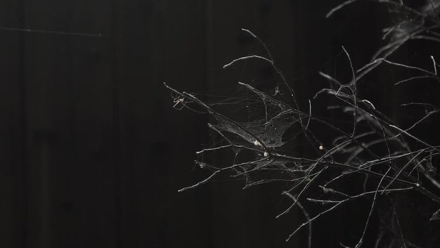 Spider Made Spiderweb on Dried Branch Tree 