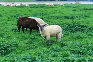 Fototapeta premium Sheeps on grass field