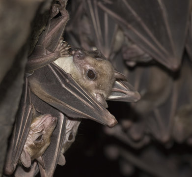 Portrait of Egyptian fruit bats (Rousettus aegyptiacus)