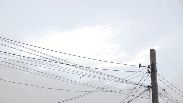 Alone Pigeon Cleaning Body Catch Wire Cable in City 