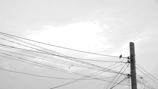 Pigeon Catch Wire Cable in City in Black and White Tone 