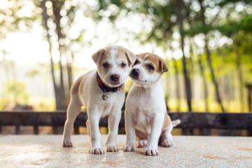Obraz premium Young dog playing on table