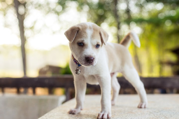 Young dog playing on table