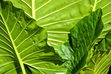 Textura hojas verdes