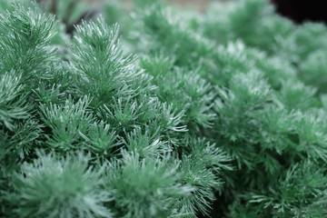 Green leaves nature, leaf color cross process for background.