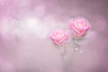 Pink roses color soft style for sweet bokeh background with copy space.