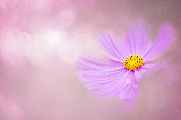 Pink cosmos flowers color soft style for sweet bokeh background with copy space.