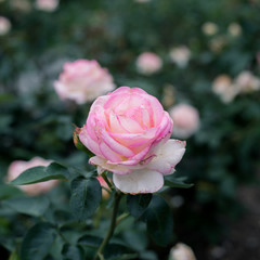 Pink rose color vintage on nature background dark tone with copy space.