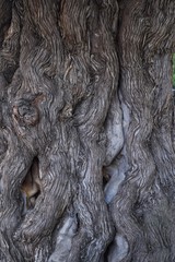 texture of a tree