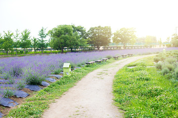 Fototapeta na wymiar A long chair in flowers garden beautiful for sit look at a lavender garden in springfield at Japan.
