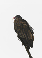 Turkey Vultures Roosting in the Sun