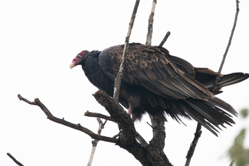 Turkey Vultures Roosting in the Sun