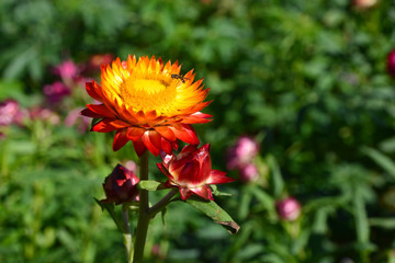 straw flower or everlasting or paper daisy flower and
