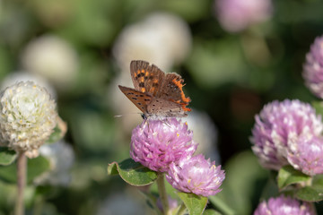 Red clover blooming in a park in Funabashi City, Chiba Prefecture, Japan