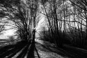 Beech trees in Canfaito forest (Marche, Italy) at sunset with long shadows