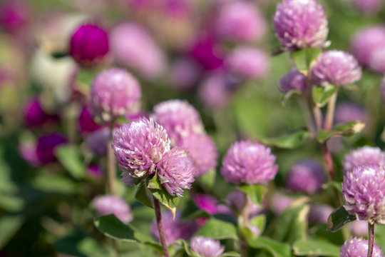 Red clover blooming in a park in Funabashi City, Chiba Prefecture, Japan