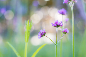 Blooming flower in winter.