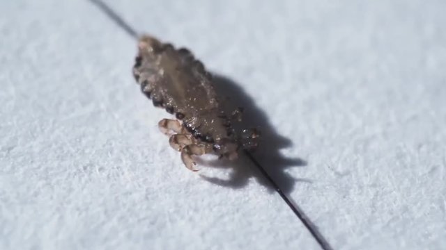 Human Head Lice on human hair