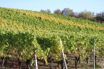 wunderschöne Weinstöcke der Sorte Silvaner Riesling im goldenen Herbst in Franken