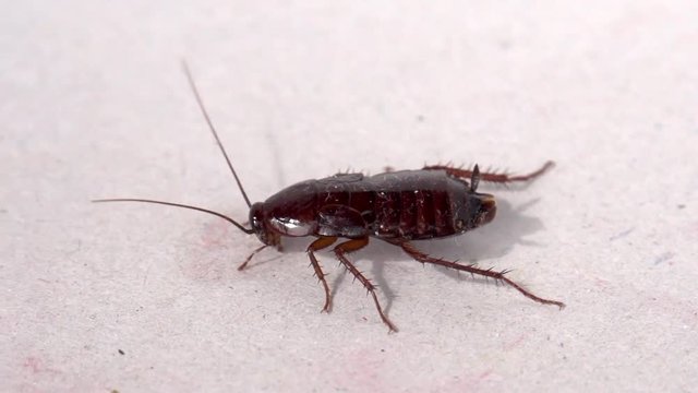 cockroach examines territory slow motion
