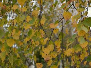 Bright multicolored foliage on a birch, beautiful colorful autumn nature