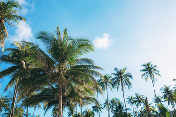 Fototapeta na wymiar Coconut tree at sky in summer.