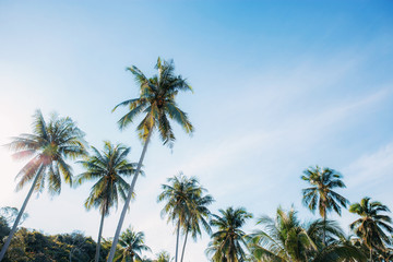 Fototapeta na wymiar Coconut tree with beautiful at sky.