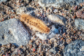 Orange grub on a ground