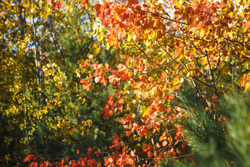 Yellow and red autumn leaves on trees. Maple and aspen, yellowed, autumn landscape in bright sunlight