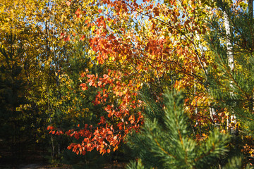 Yellow and red autumn leaves on trees. Maple and aspen, yellowed, autumn landscape in bright sunlight