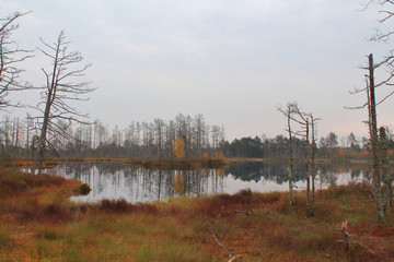 Swamp lake with islands and trees reflection in autumn morning