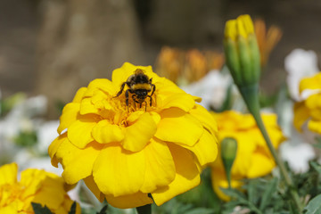 closeup fo bumblebee leeching nectar from a yellow flower