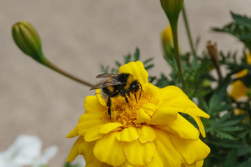 closeup fo bumblebee leeching nectar from a yellow flower