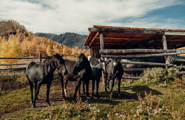 ALtay - Chemal. (Алтай - Чемал)