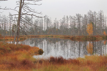 Swamp lake with islands and trees reflection in autumn morning