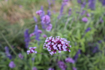 Naklejka premium Blossom day garden 