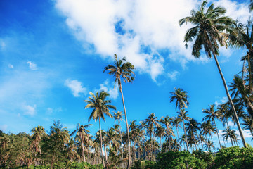Fototapeta premium Coconut tree with the blue sky.
