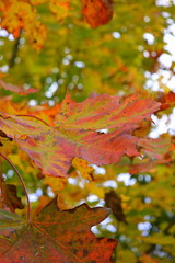 Colorful leaves of maple, natural countryside landscape, bright colors of autumn