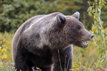 Fototapeta premium Bear walking in flowers in Yukon Canada
